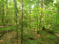 GRSM Accuracy Assessment. Plot Code: GRSM_AA_0421_5