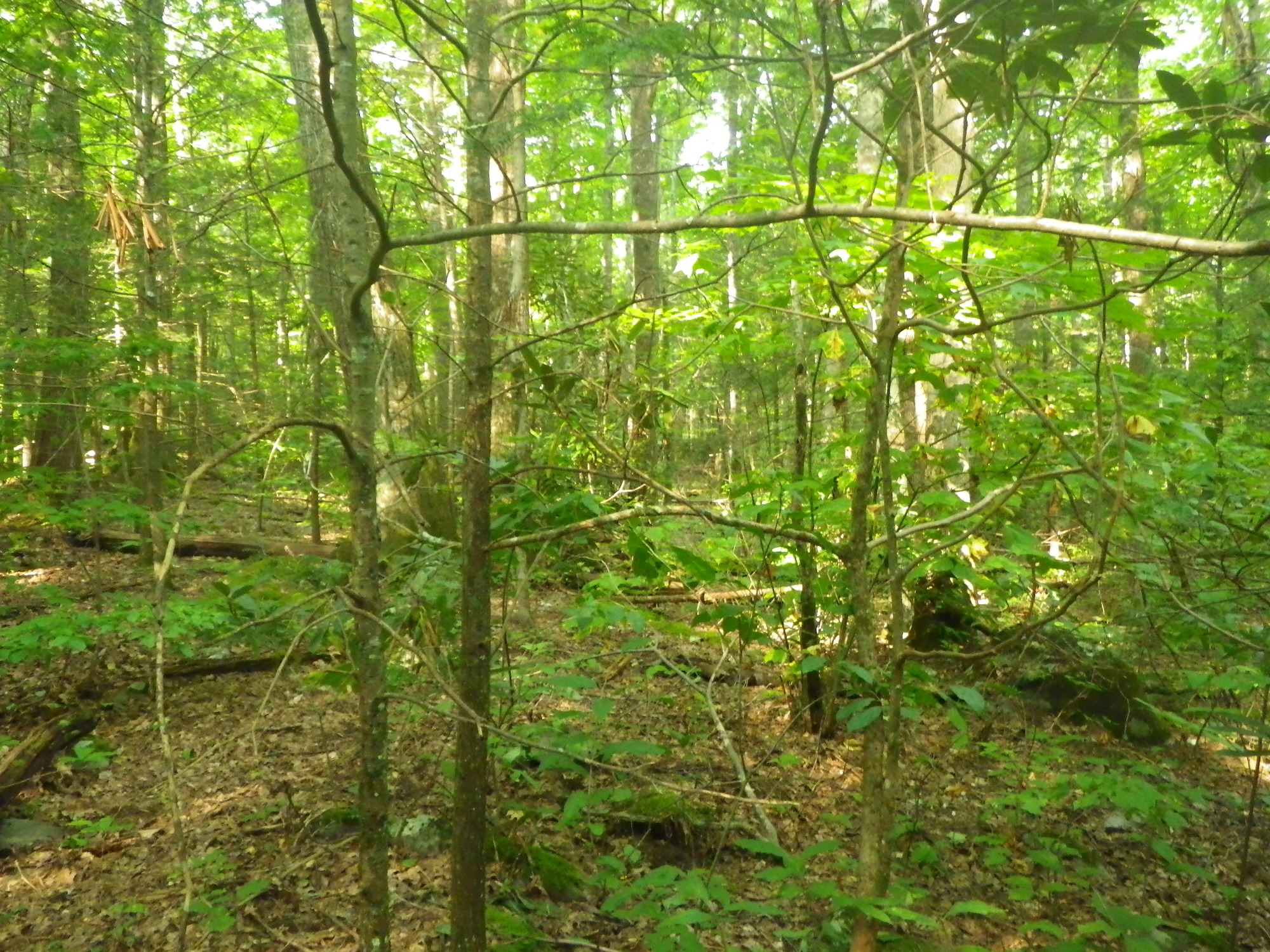 GRSM Accuracy Assessment. Plot Code: GRSM_AA_0421_5