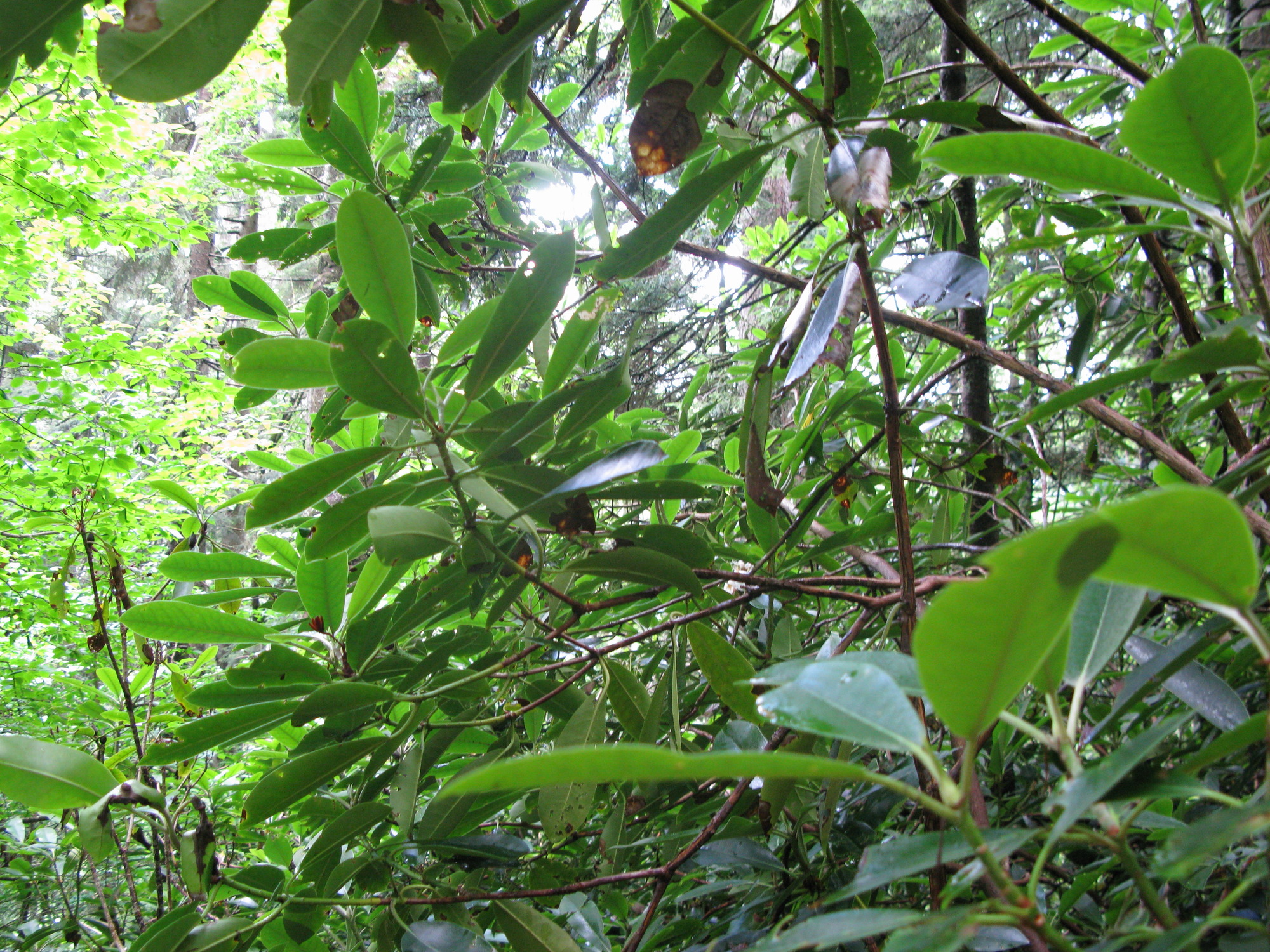 Plot Code: GRSM_AA_0436_4