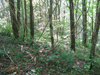 GRSM Accuracy Assessment. Plot Code: GRSM_AA_0746_4