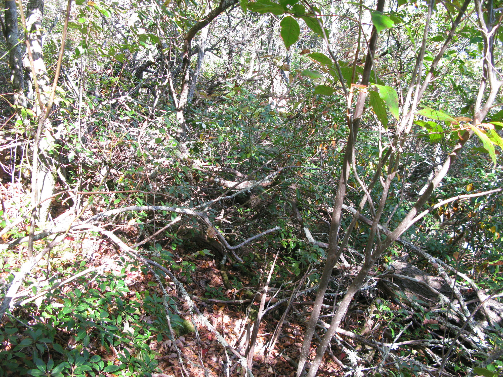 GRSM Accuracy Assessment. Plot Code: GRSM_AA_0323_3