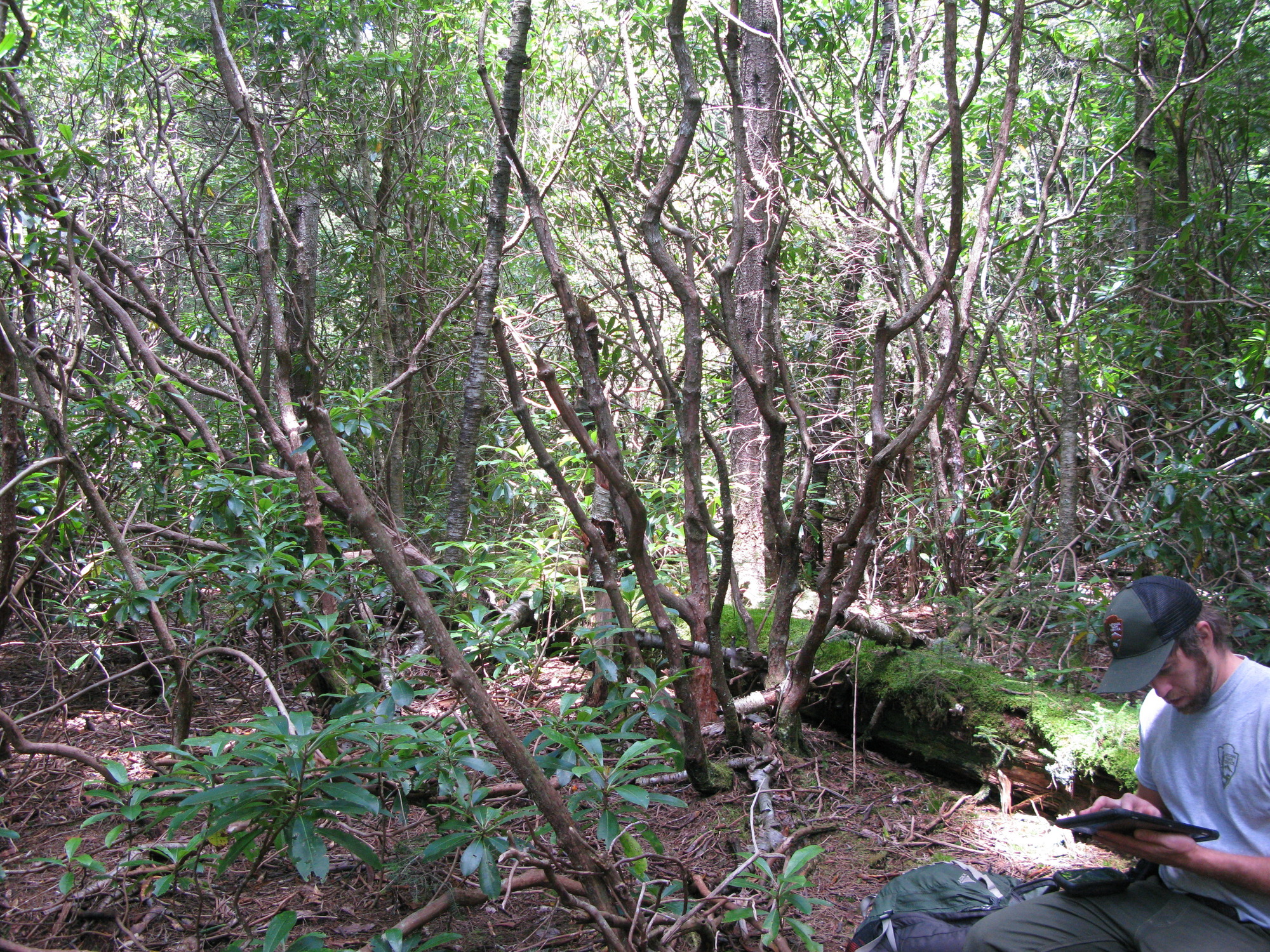 GRSM Accuracy Assessment. Plot Code: GRSM_AA_0011_2