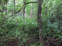 GRSM Accuracy Assessment. Plot Code: GRSM_AA_0613_4