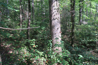 GRSM Accuracy Assessment. Plot Code: GRSM_AA_0825_2