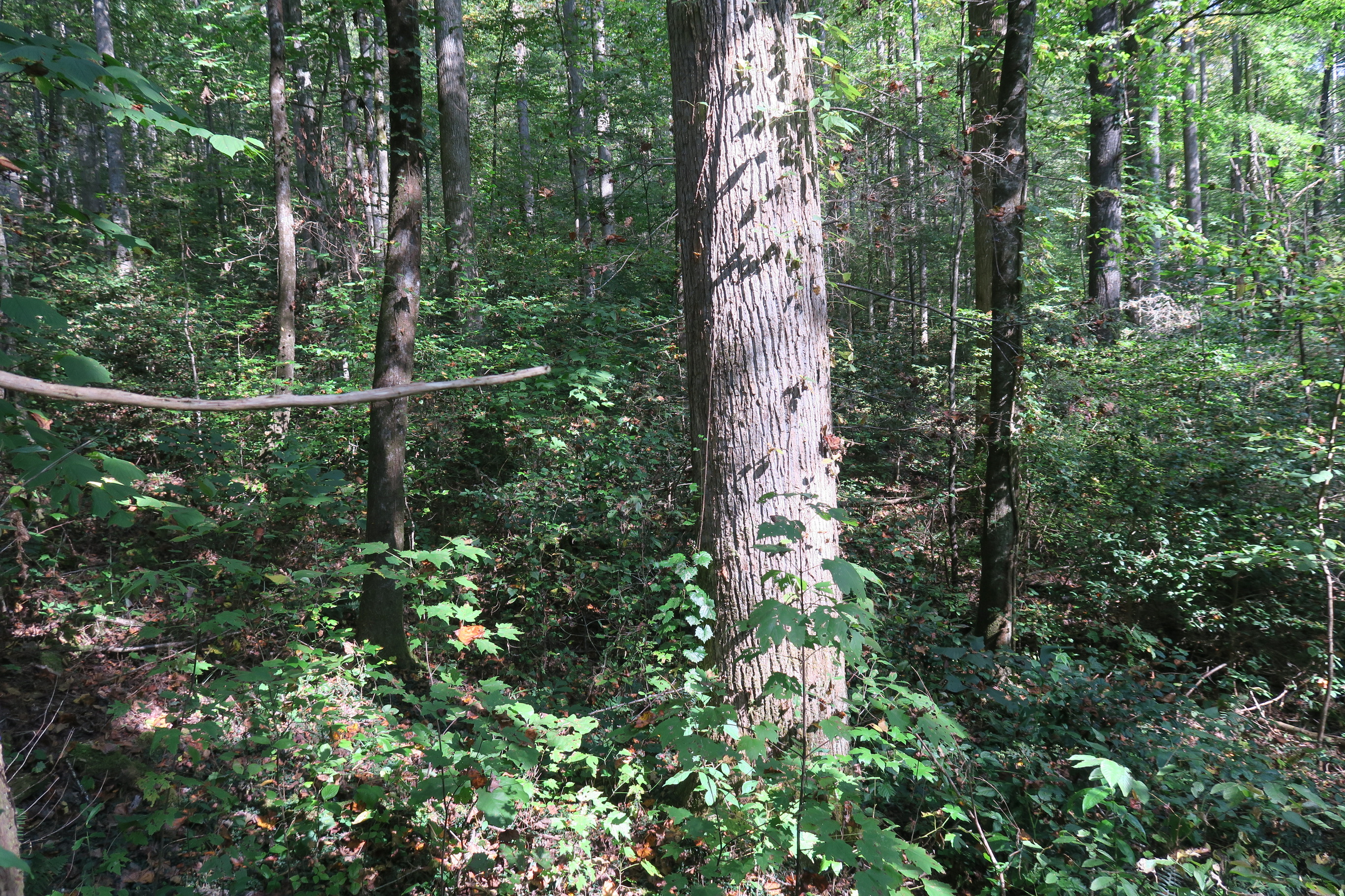 GRSM Accuracy Assessment. Plot Code: GRSM_AA_0825_2