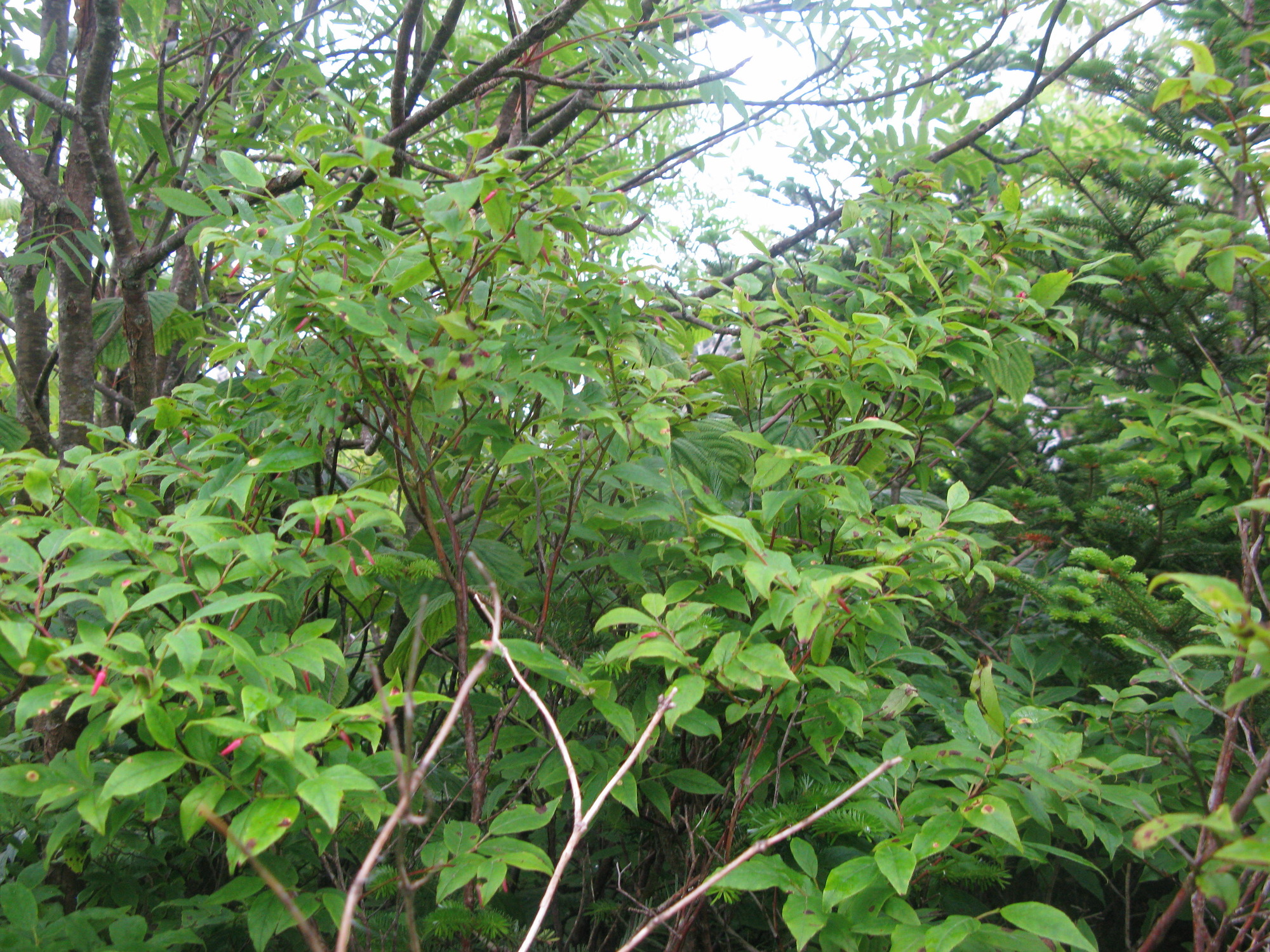 GRSM Accuracy Assessment. Plot Code: GRSM_AA_0593_2