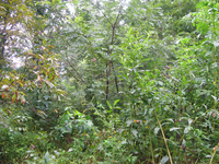 GRSM Accuracy Assessment. Plot Code: GRSM_AA_0355_6