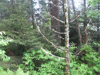 GRSM Accuracy Assessment. Plot Code: GRSM_AA_0425_4