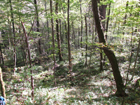 GRSM Accuracy Assessment. Plot Code: GRSM_AA_0207_3