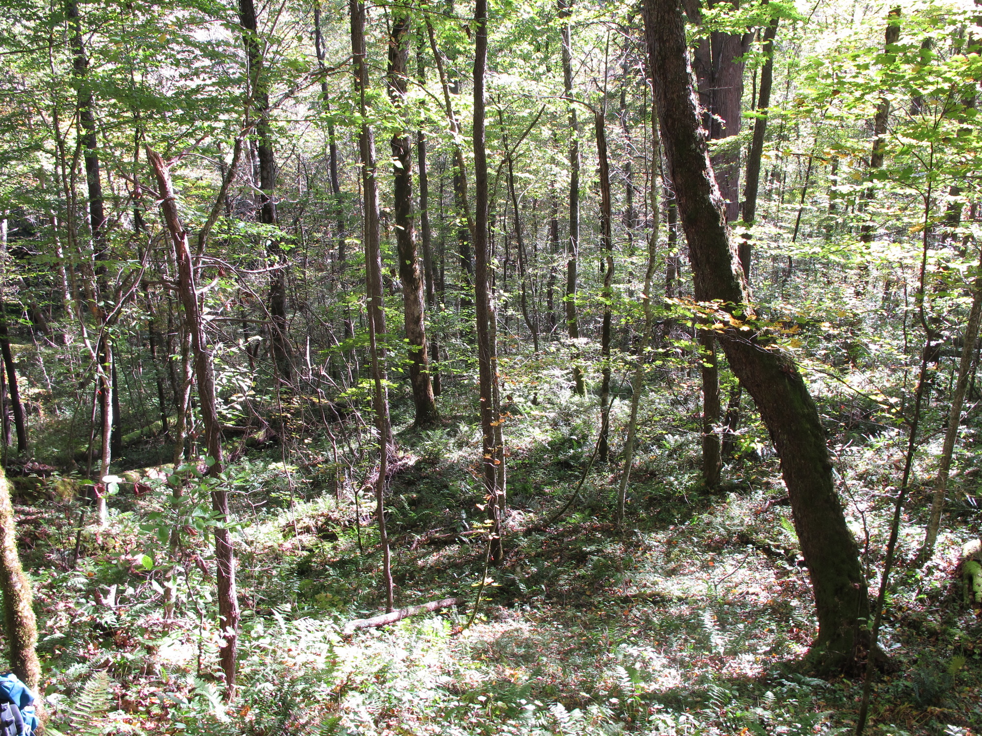 GRSM Accuracy Assessment. Plot Code: GRSM_AA_0207_3