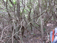 GRSM Accuracy Assessment. Plot Code: GRSM_AA_0410_2