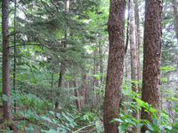 GRSM Accuracy Assessment. Plot Code: GRSM_AA_0281_6