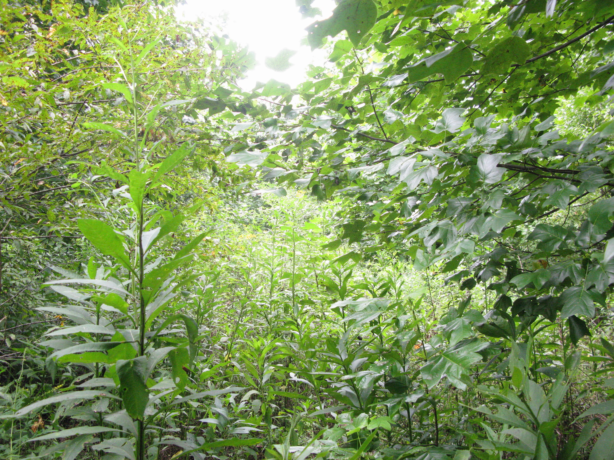 GRSM Accuracy Assessment. Plot Code: GRSM_AA_0710_6