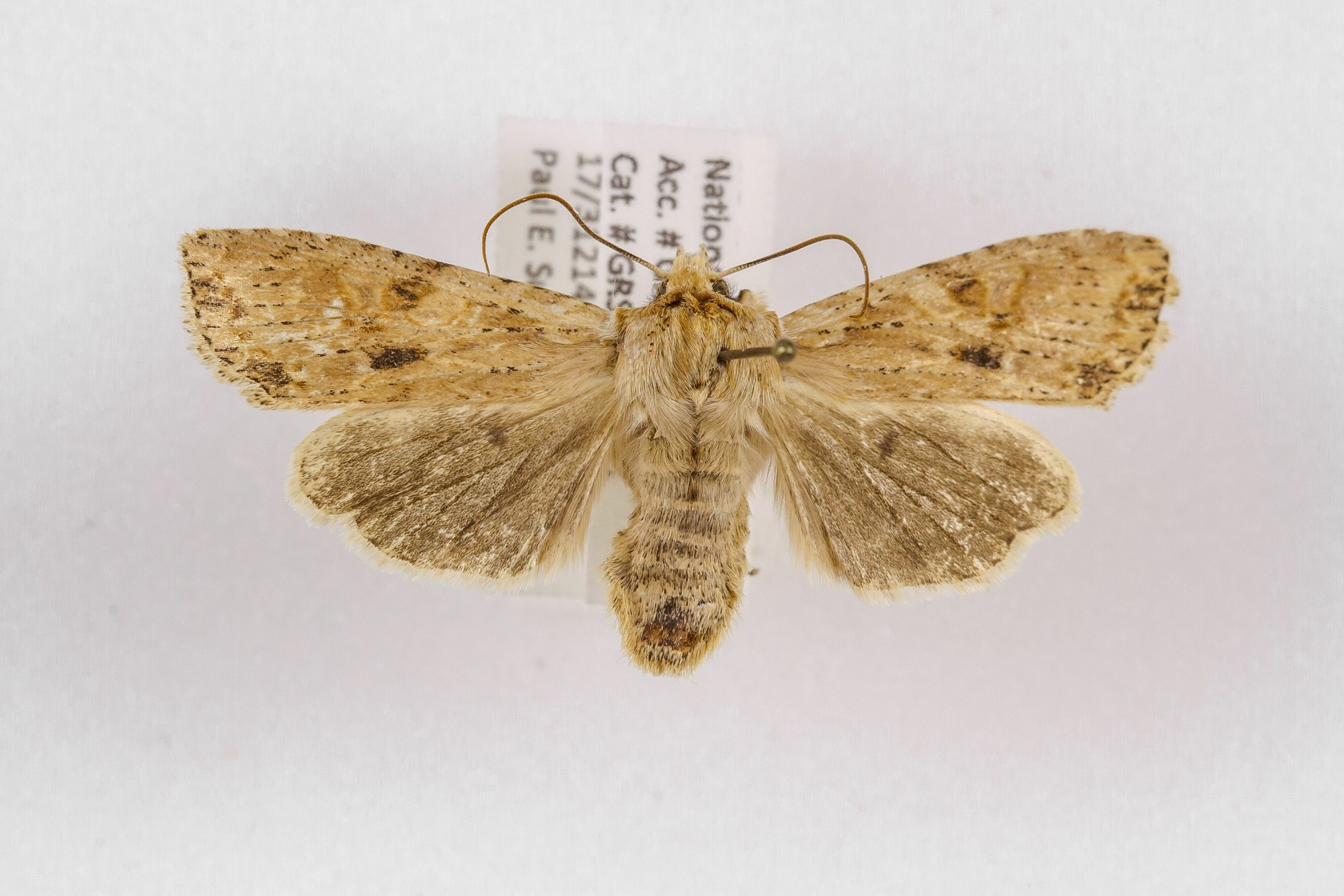 Image of Lithophane hemina, a species of Animalia