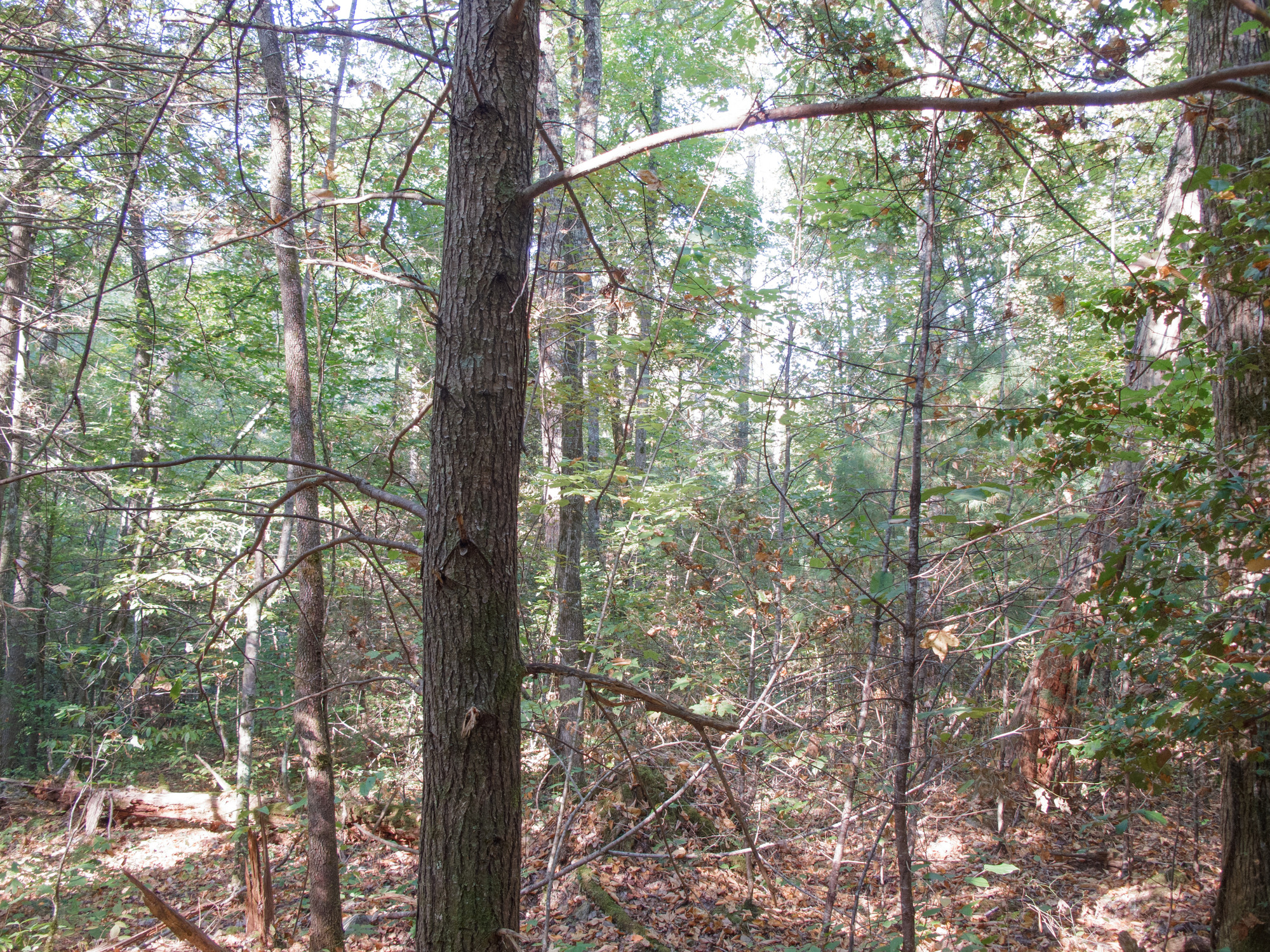 GRSM Accuracy Assessment. Plot Code: GRSM_AA_0934_5