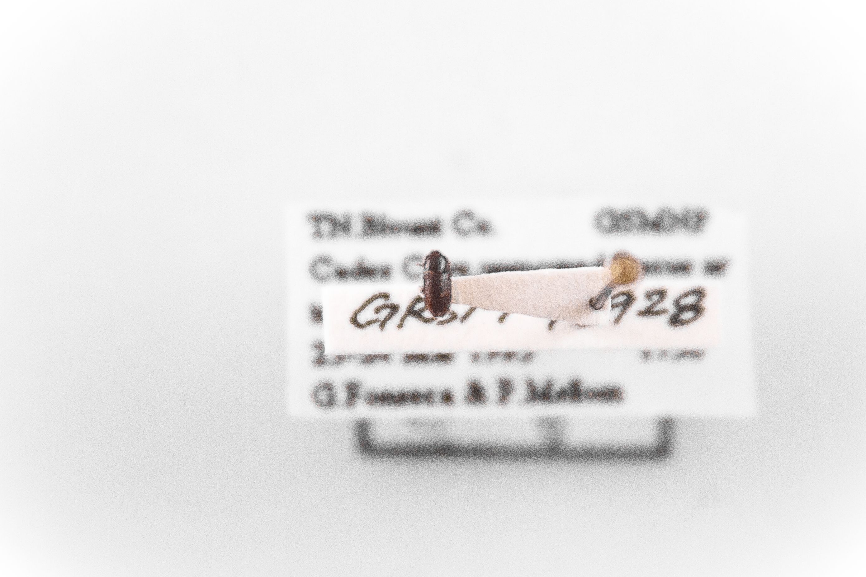 Image of Philothermus glabriculus, a species of Animalia