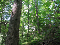 GRSM Accuracy Assessment. Plot Code: GRSM_AA_0180_4