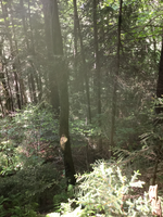 GRSM Accuracy Assessment. Plot Code: GRSM_AA_0141_4