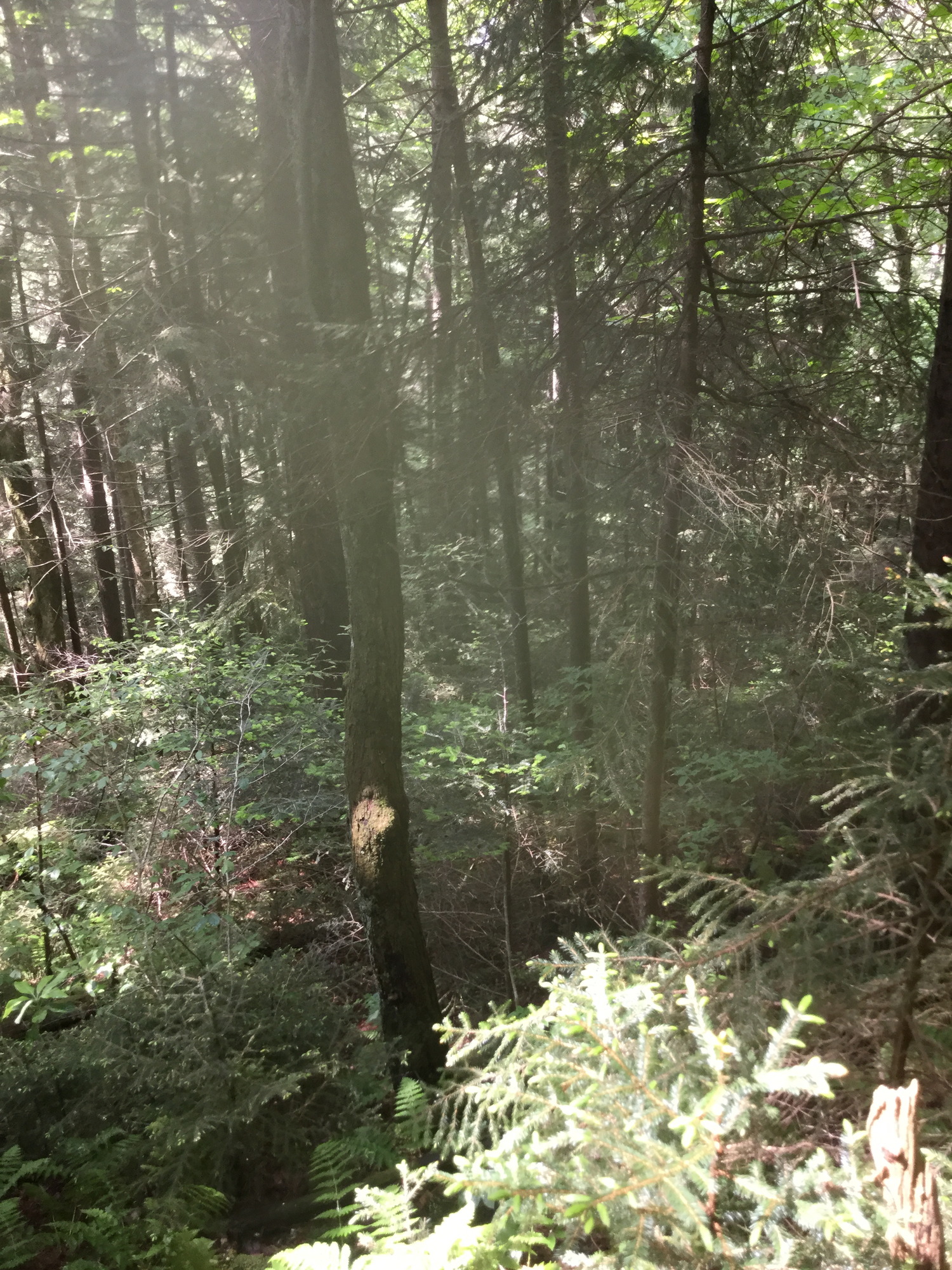 GRSM Accuracy Assessment. Plot Code: GRSM_AA_0141_4