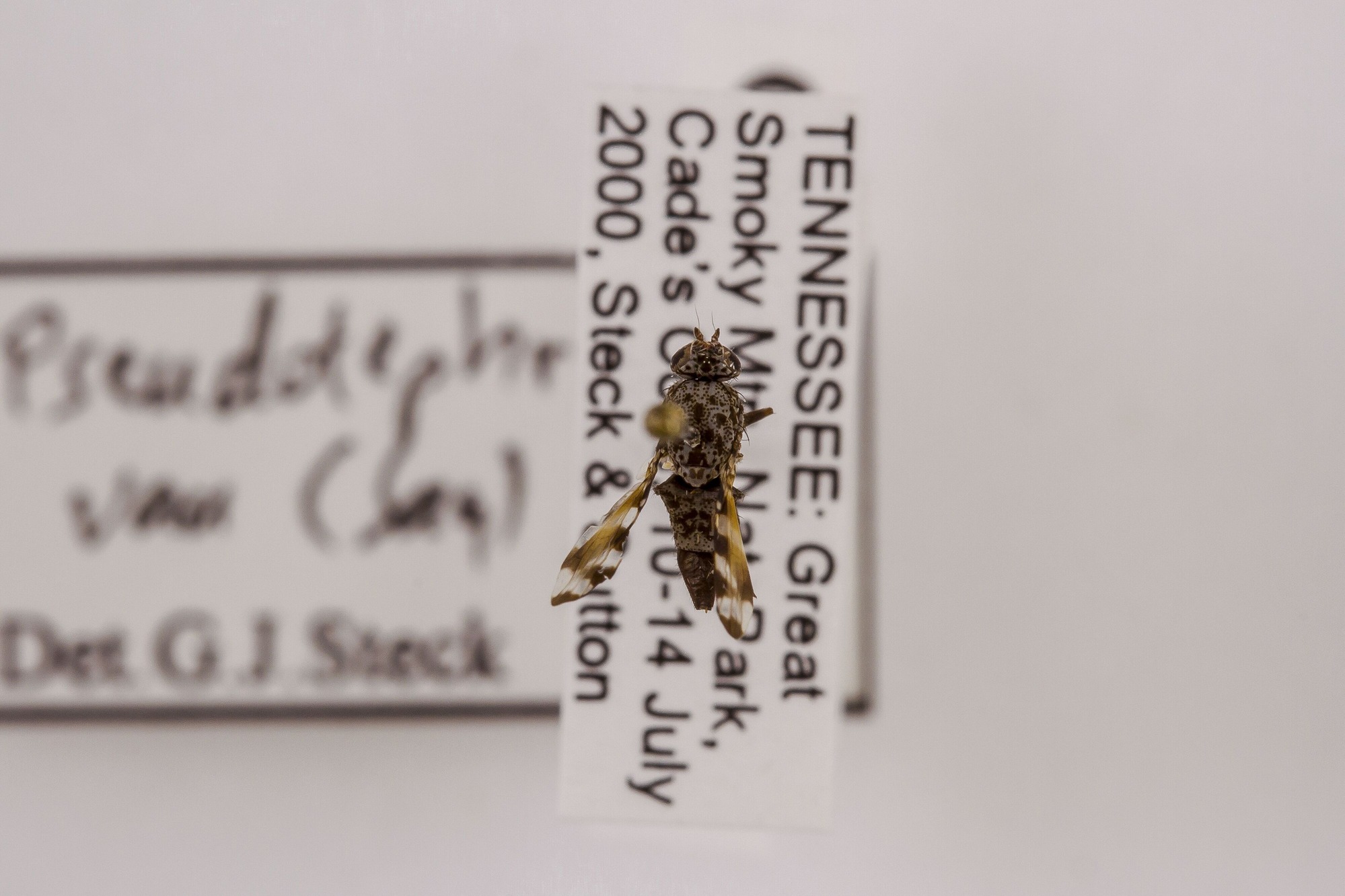 Image of Pseudotephritis vau, a species of Animalia