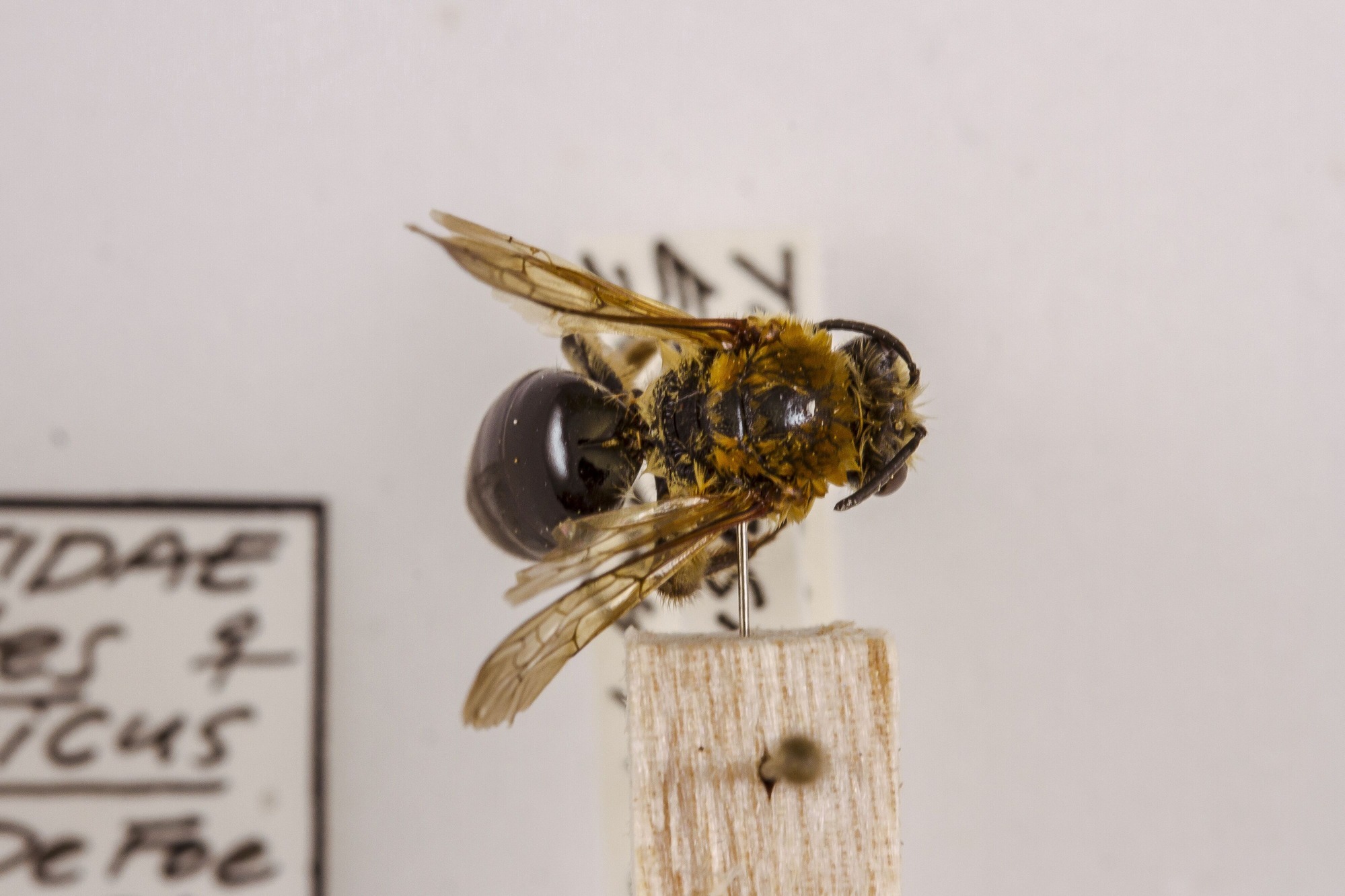 Image of Colletes thoracicus, a species of Animalia