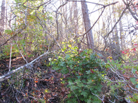 GRSM Accuracy Assessment. Plot Code: GRSM_AA_0329_3