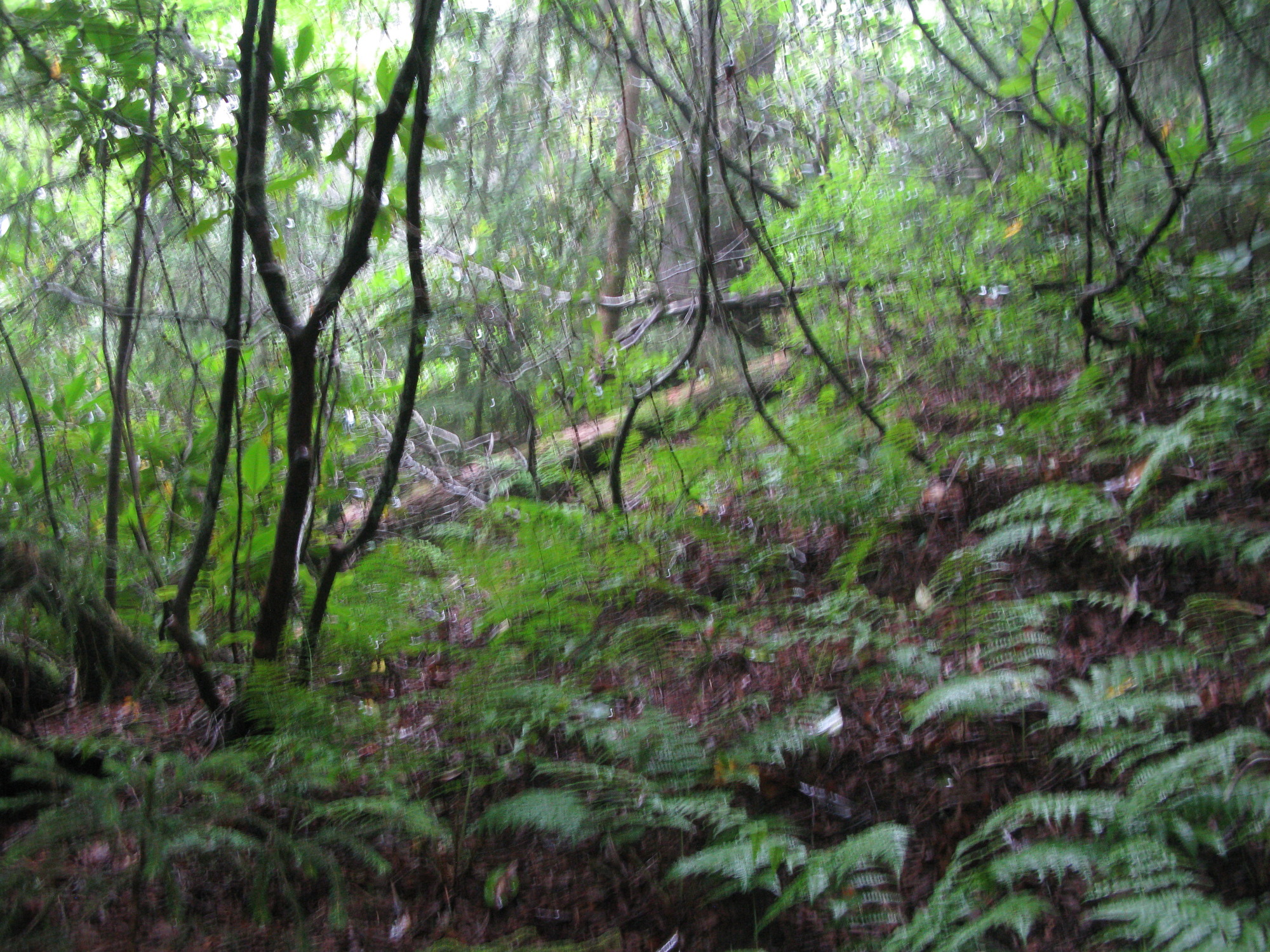 GRSM Accuracy Assessment. Plot Code: GRSM_AA_0029_5