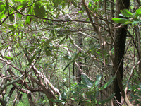 GRSM Accuracy Assessment. Plot Code: GRSM_AA_0848_4