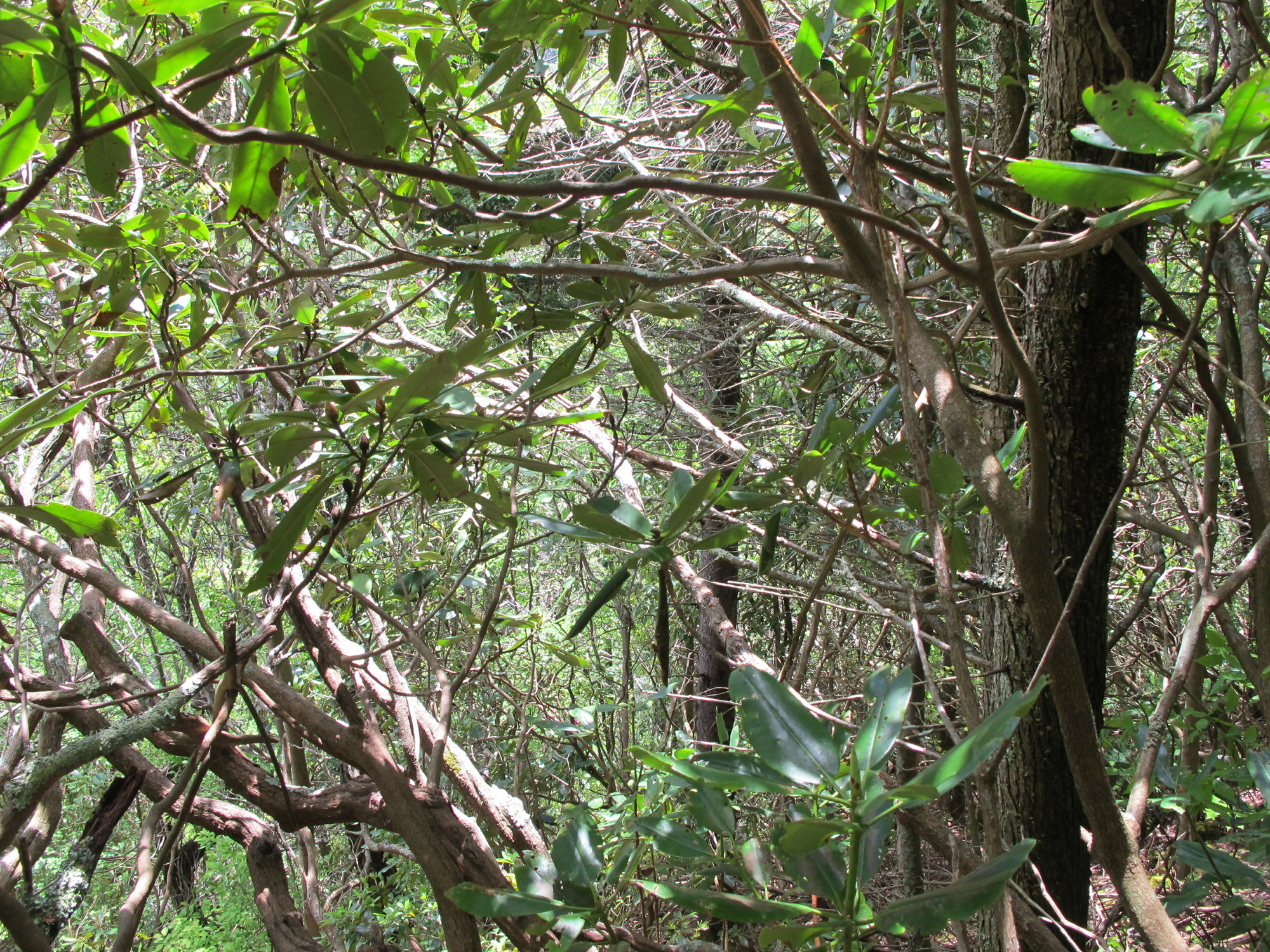 GRSM Accuracy Assessment. Plot Code: GRSM_AA_0848_4