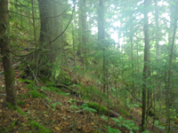 Plot Code: GRSM_AA_0650_5