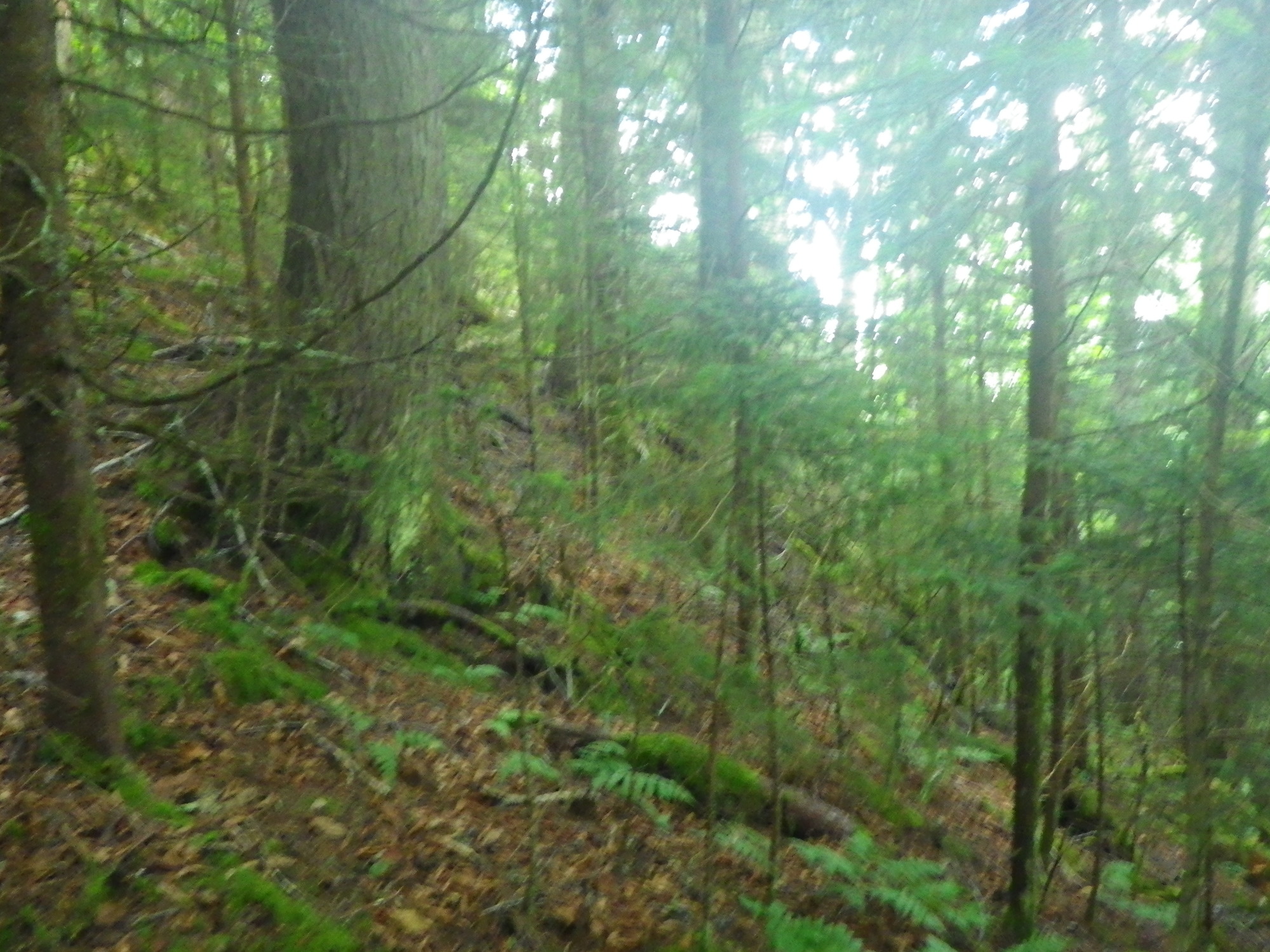 Plot Code: GRSM_AA_0650_5