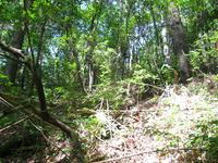 GRSM Accuracy Assessment. Plot Code: GRSM_AA_0045_5