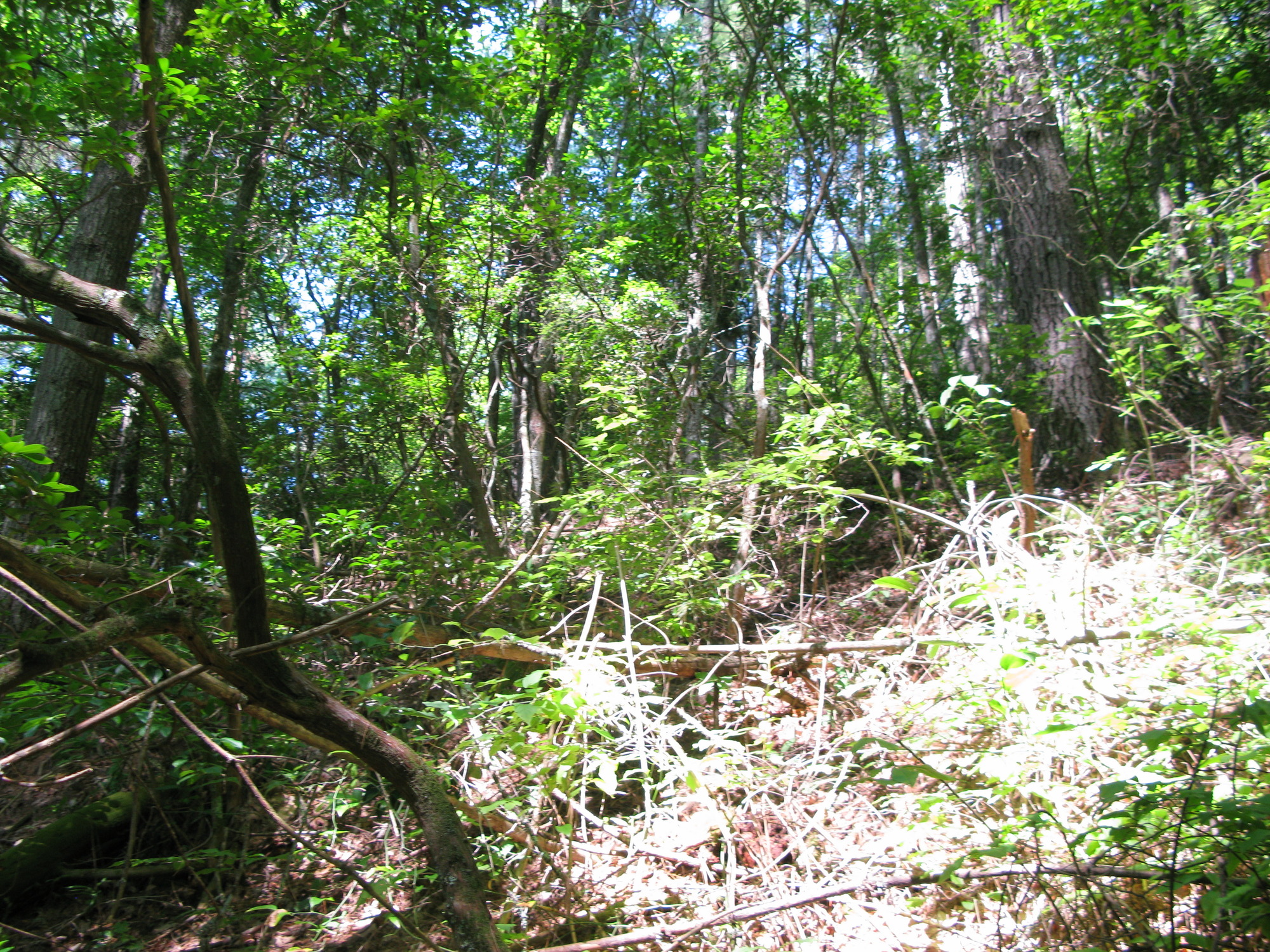 GRSM Accuracy Assessment. Plot Code: GRSM_AA_0045_5