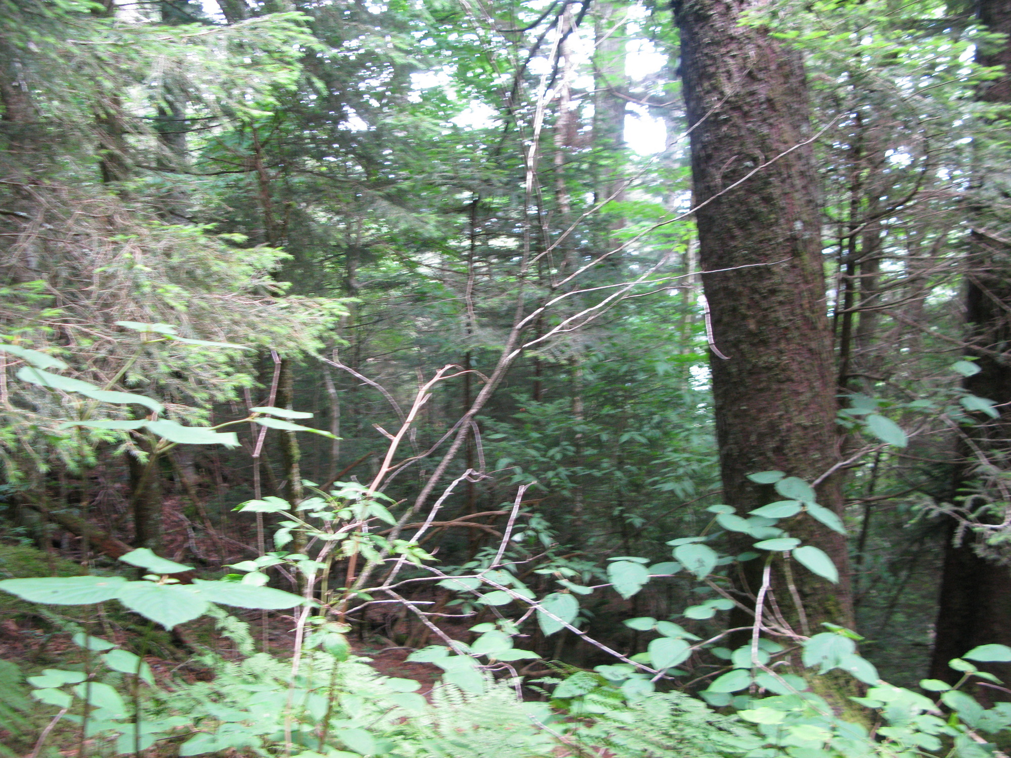 GRSM Accuracy Assessment. Plot Code: GRSM_AA_0928_6