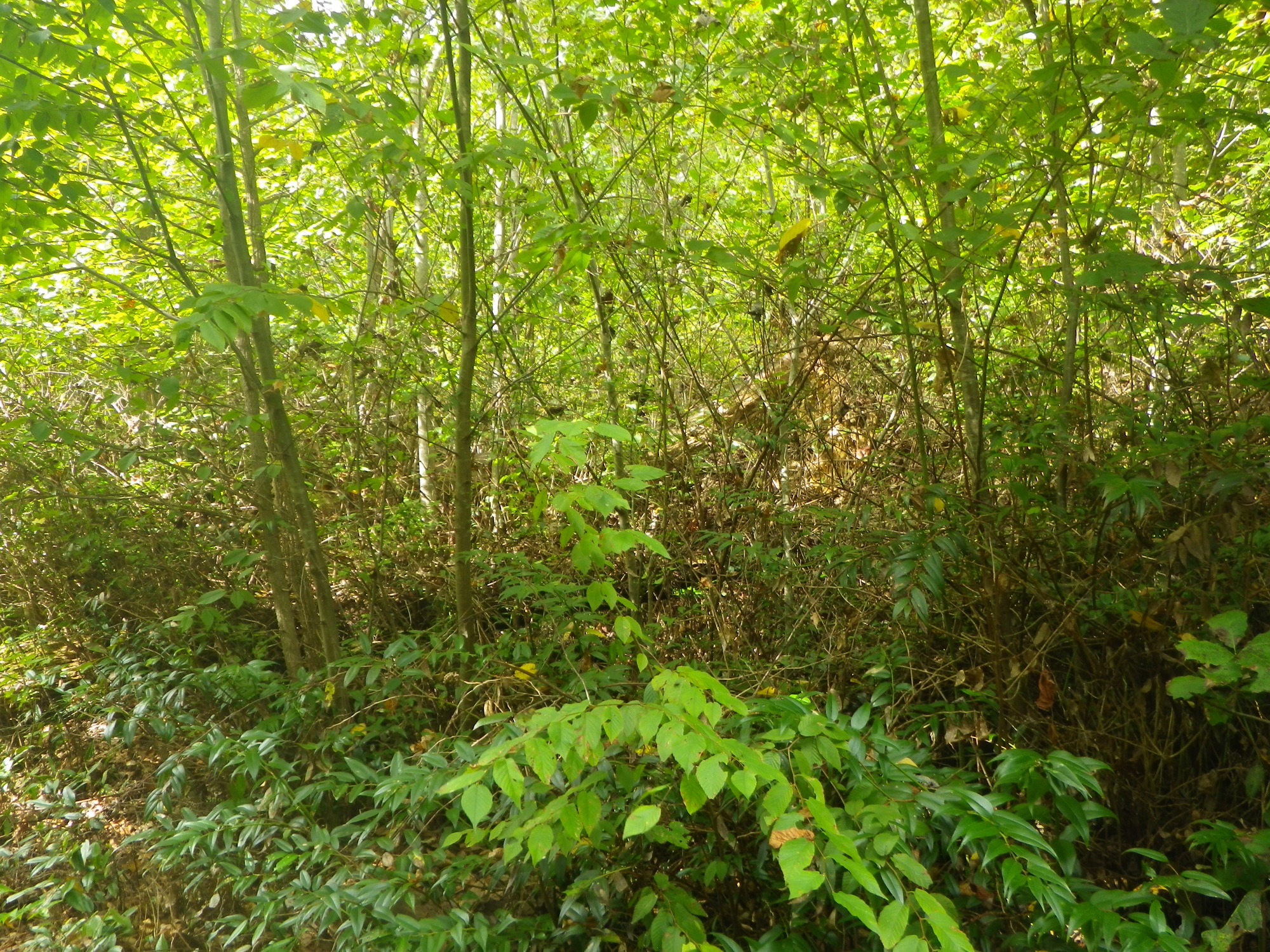 GRSM Accuracy Assessment. Plot Code: GRSM_AA_0535_5