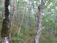 GRSM Accuracy Assessment. Plot Code: GRSM_AA_0215_3