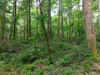 GRSM Accuracy Assessment. Plot Code: GRSM_AA_0795_5