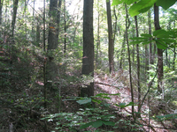 GRSM Accuracy Assessment. Plot Code: GRSM_AA_0778_4