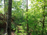 GRSM Accuracy Assessment. Plot Code: GRSM_AA_0295_6