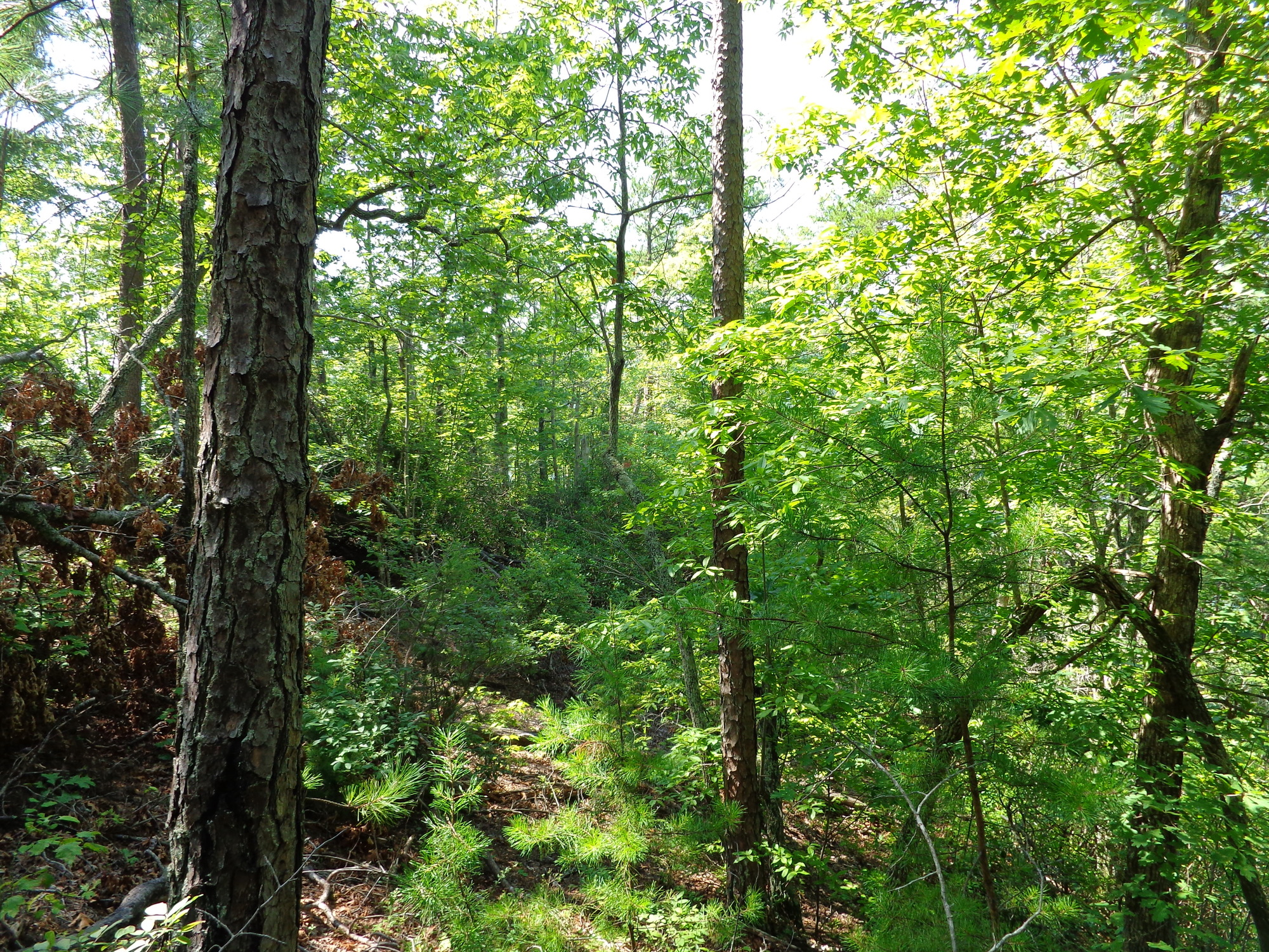 GRSM Accuracy Assessment. Plot Code: GRSM_AA_0295_6