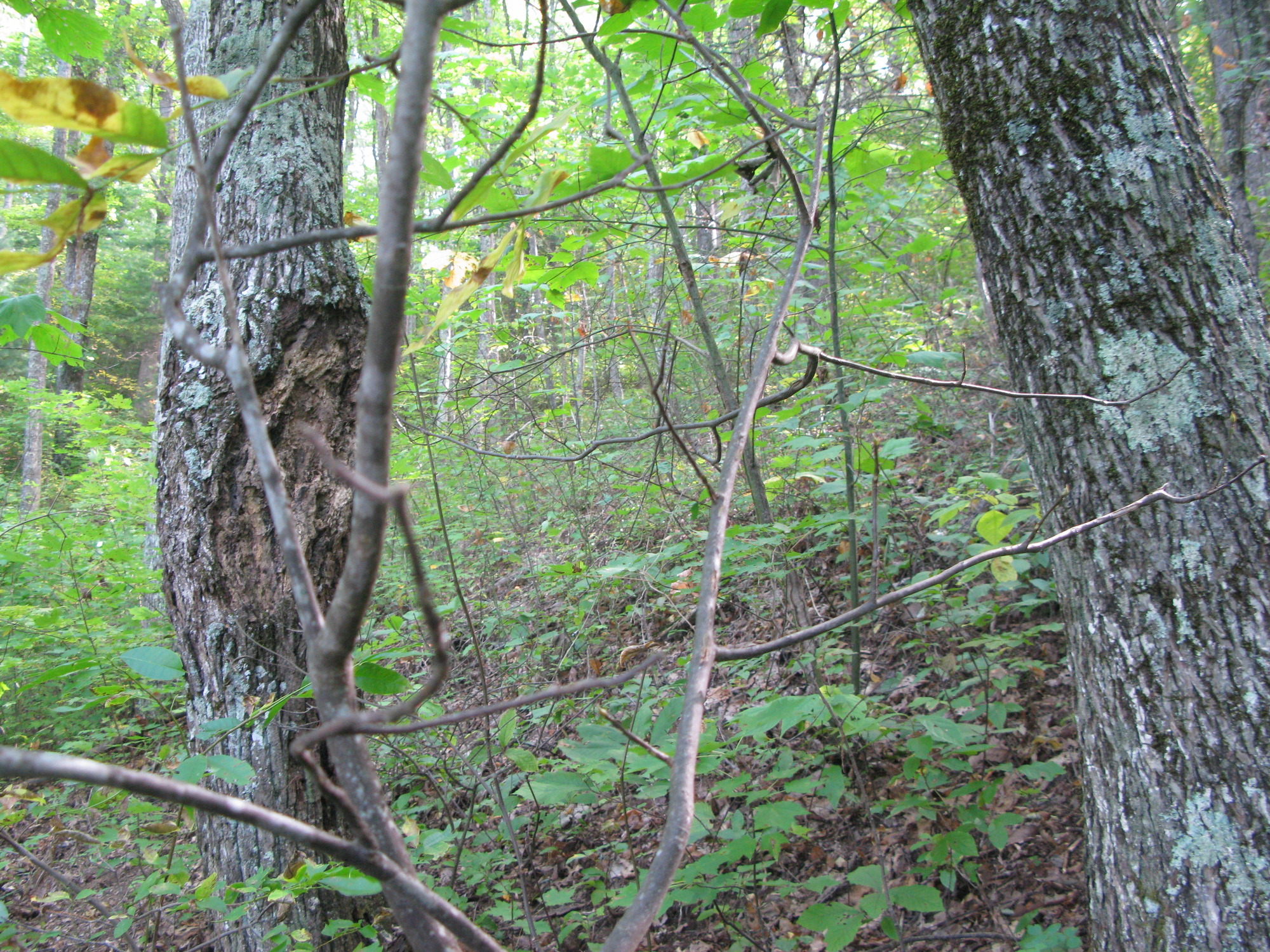 GRSM Accuracy Assessment. Plot Code: GRSM_AA_0675_3