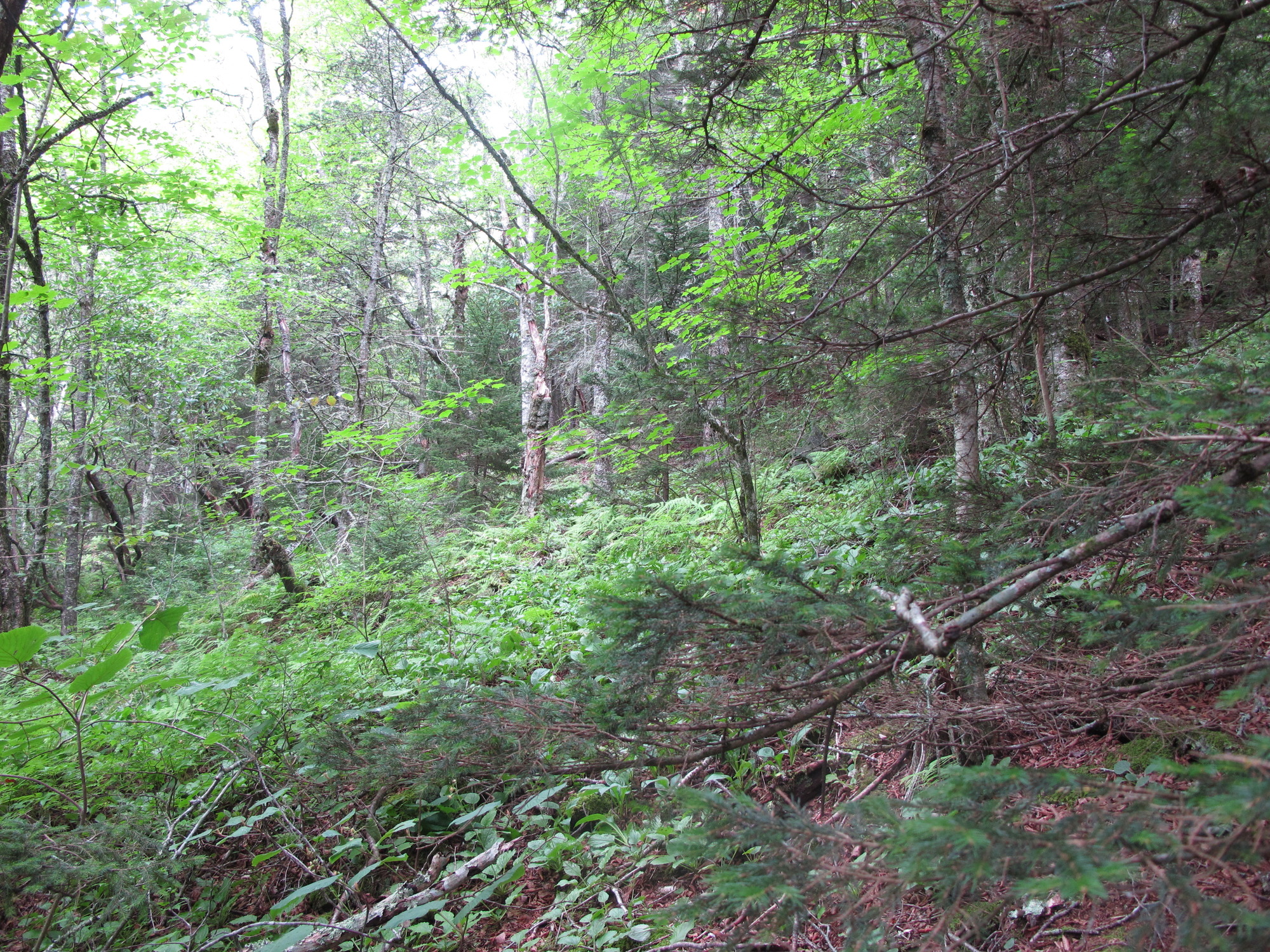 GRSM Accuracy Assessment. Plot Code: GRSM_AA_0160_2