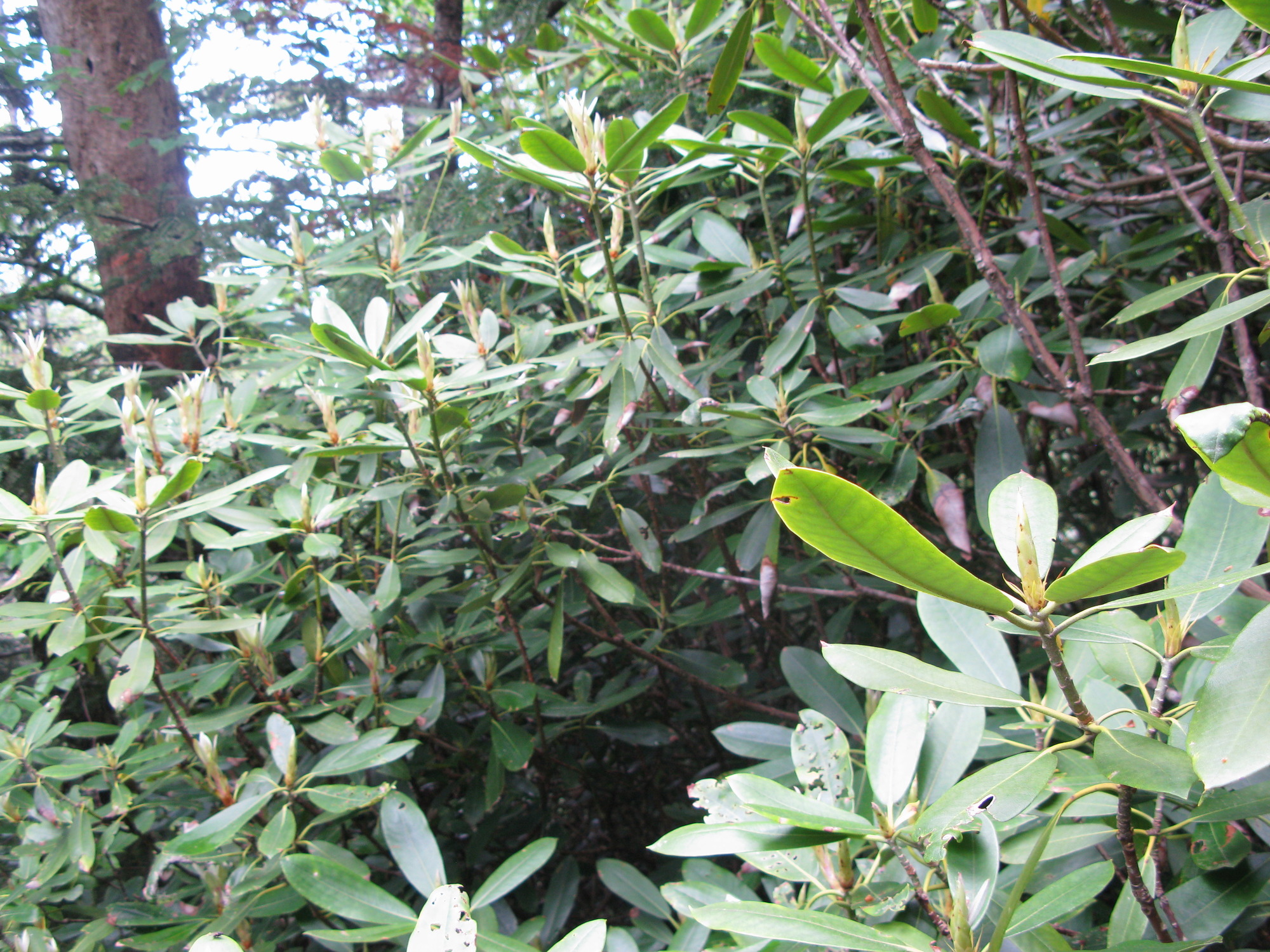 GRSM Accuracy Assessment. Plot Code: GRSM_AA_0546_5