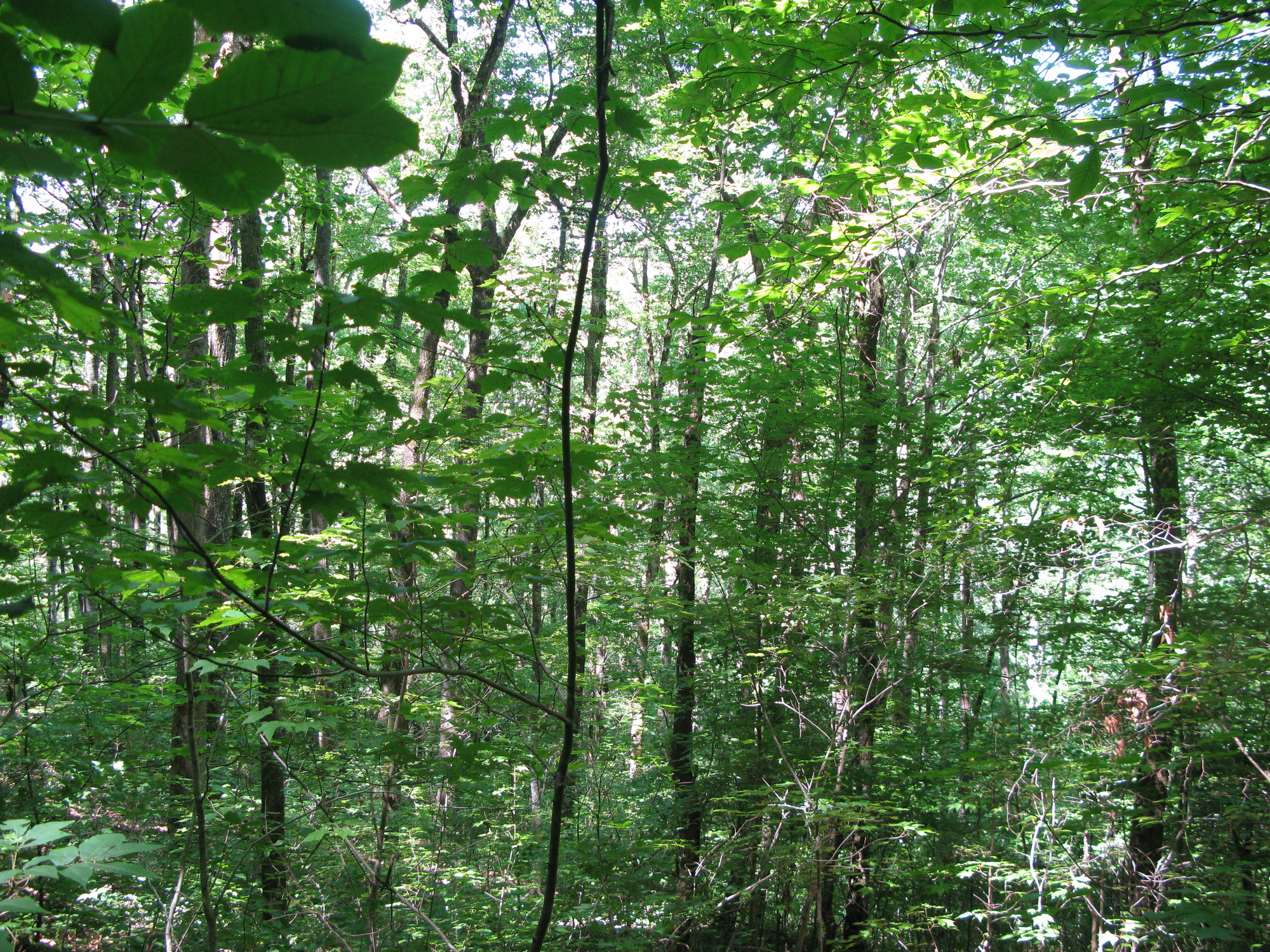 GRSM Accuracy Assessment. Plot Code: GRSM_AA_0128_5