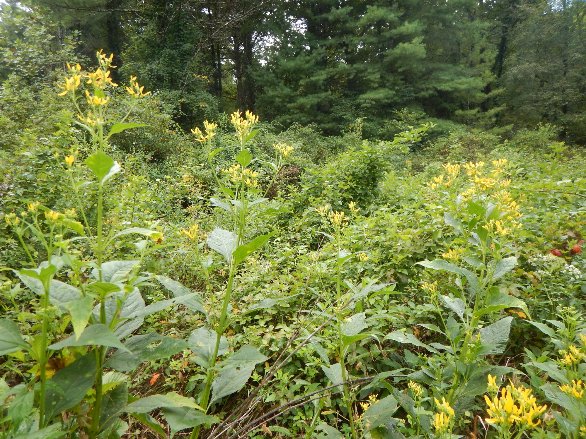 GRSM Accuracy Assessment. Plot Code: GRSM_AA_0479_4