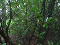 GRSM Accuracy Assessment. Plot Code: GRSM_AA_0041_4