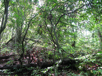 GRSM Accuracy Assessment. Plot Code: GRSM_AA_0152_4