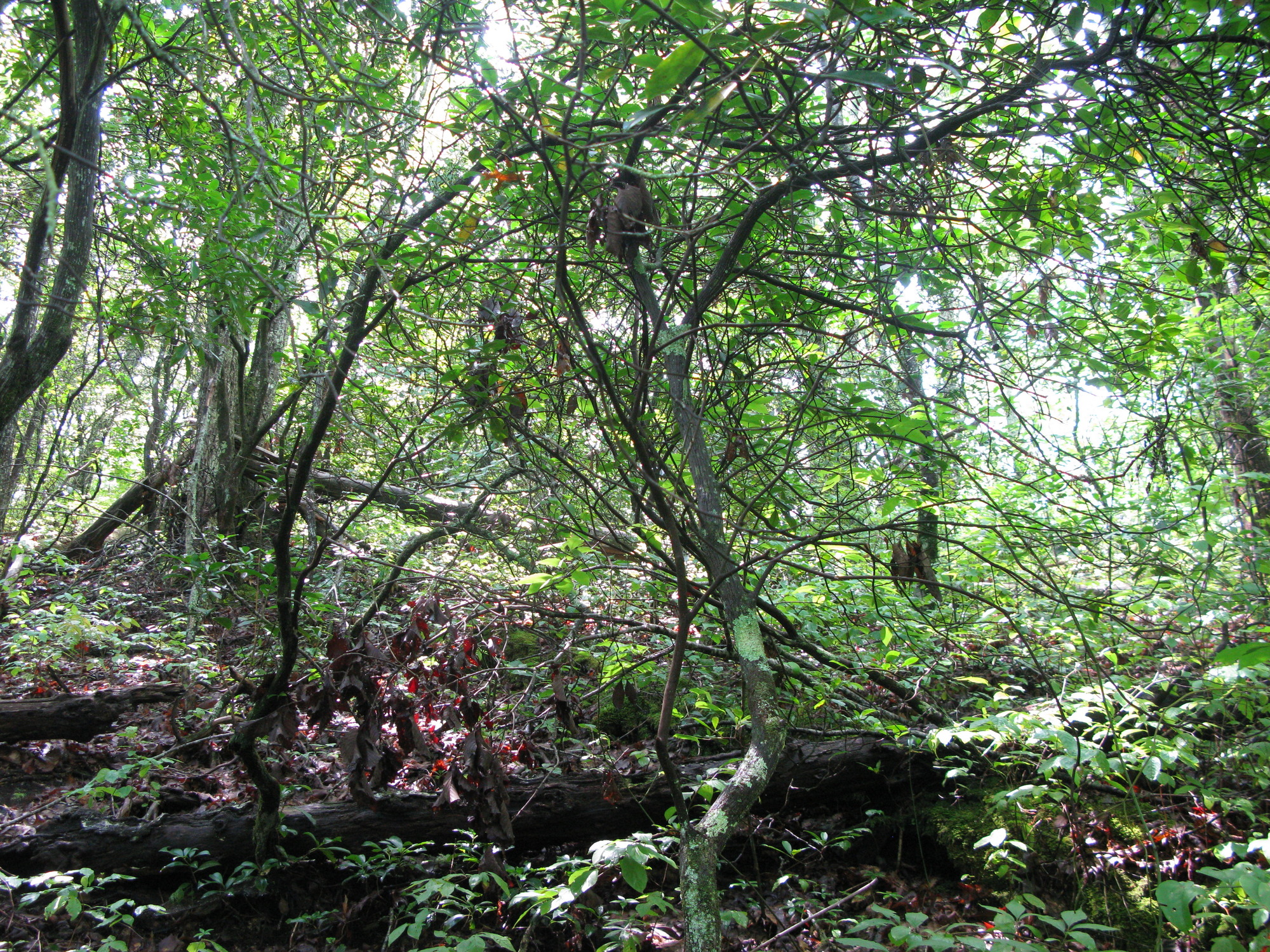 GRSM Accuracy Assessment. Plot Code: GRSM_AA_0152_4