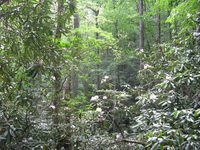 GRSM Accuracy Assessment. Plot Code: GRSM_AA_0764_6