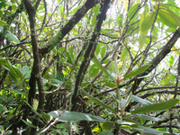 GRSM Accuracy Assessment. Plot Code: GRSM_AA_0174_3